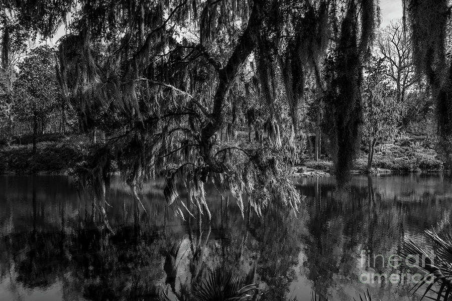 Drippin with Spanish Moss at Middleton Place Photograph by Dale Powell