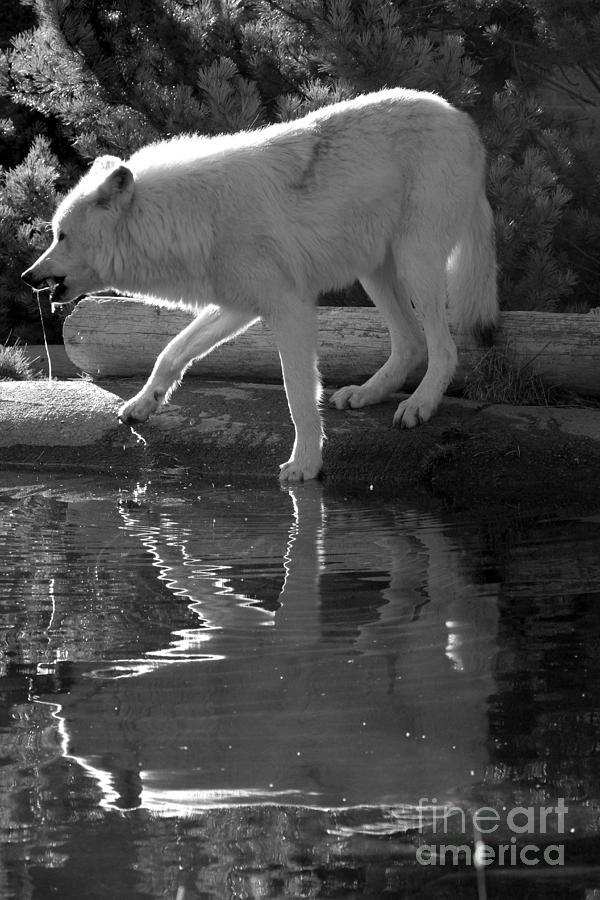 Grey Wolf Reflections - Black And White Photograph by Adam Jewell