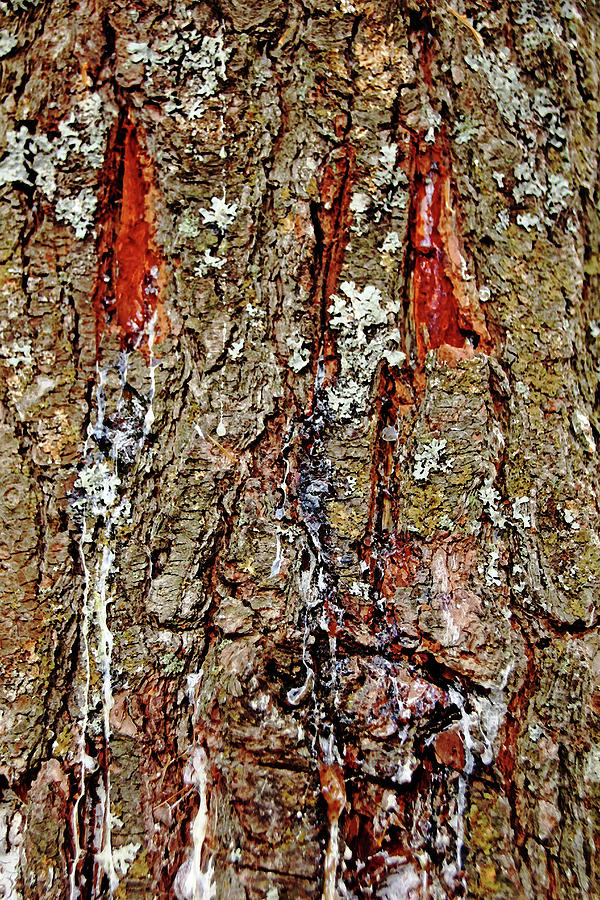 Dripping Bark Photograph by Debbie Oppermann