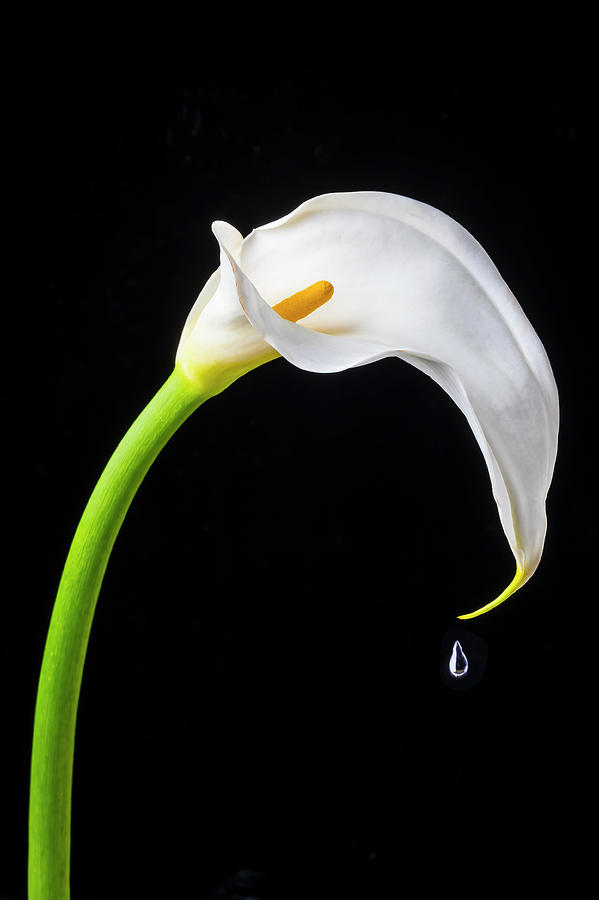 Dripping Calla Lily Photograph by Garry Gay