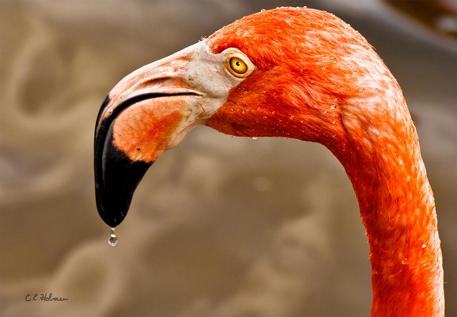 Dripping Flamingo Photograph by Christopher Holmes