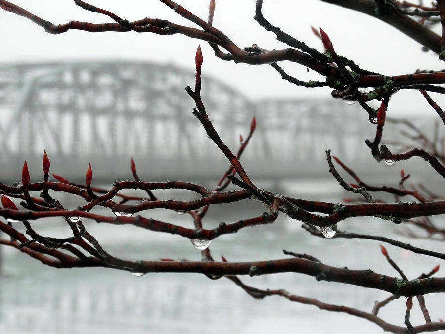 Dripping Fog Photograph by David T Wilkinson