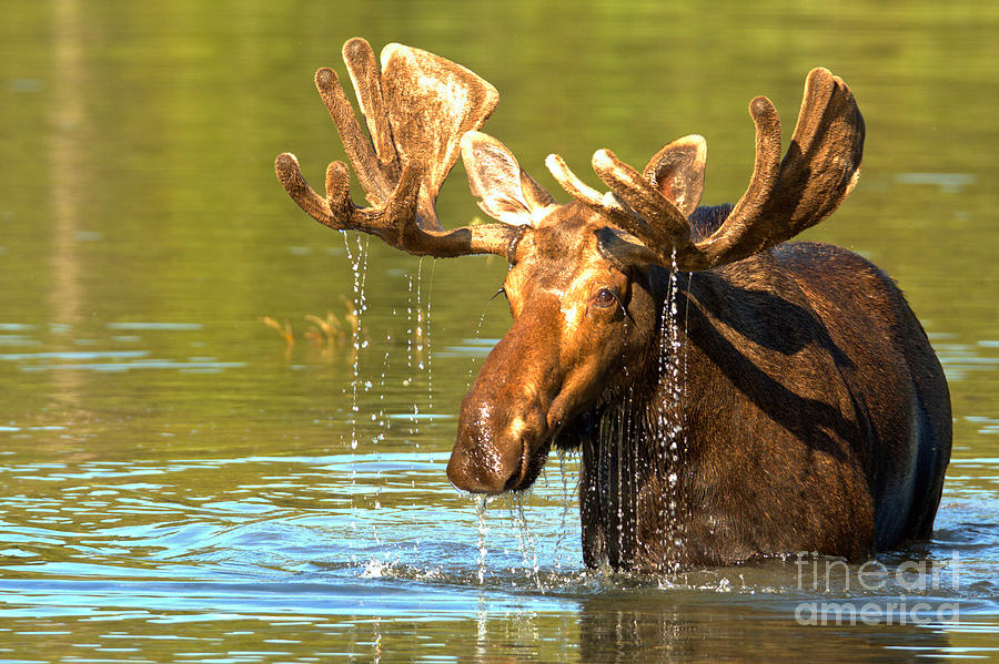 Dripping From The Rack Photograph by Adam Jewell