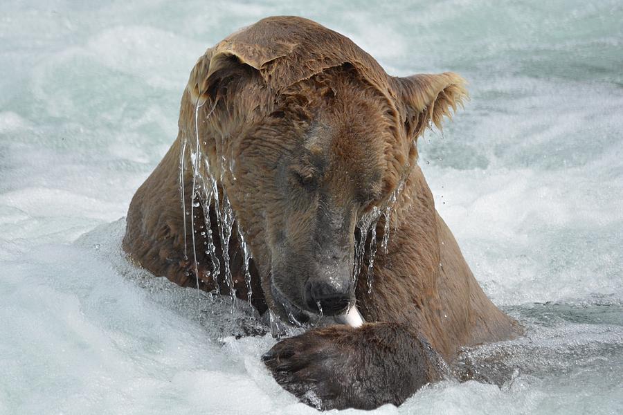 Dripping Grizzly Bear Photograph by Patricia Twardzik