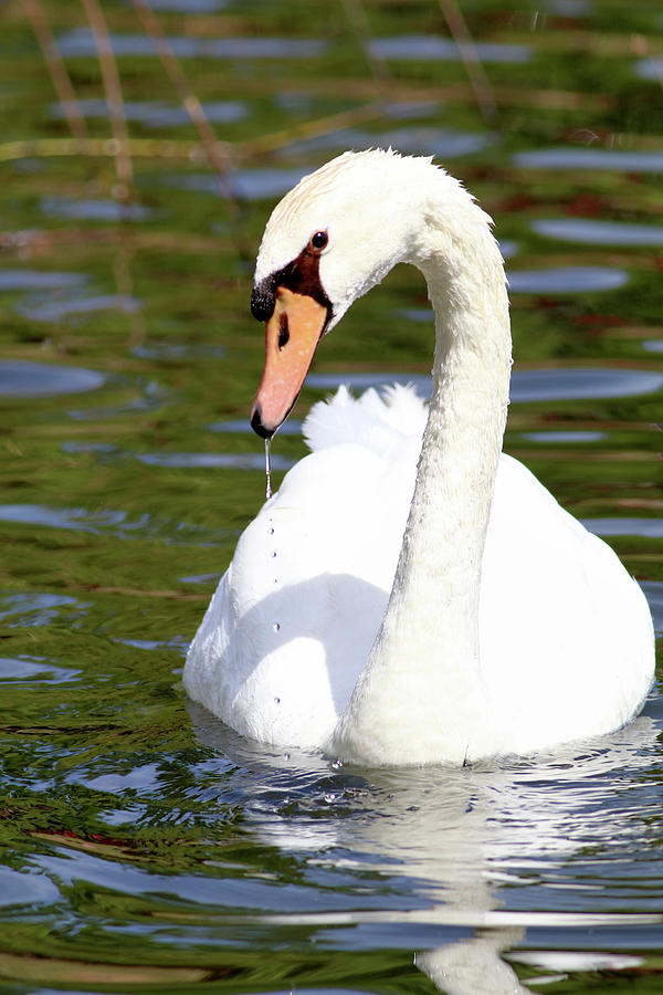 Dripping Swan Photograph by Carol Montoya