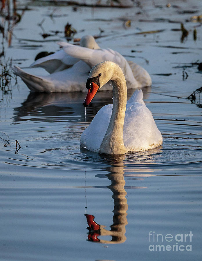 A Swan by Jim Gillen A Swan by Jim Gillen