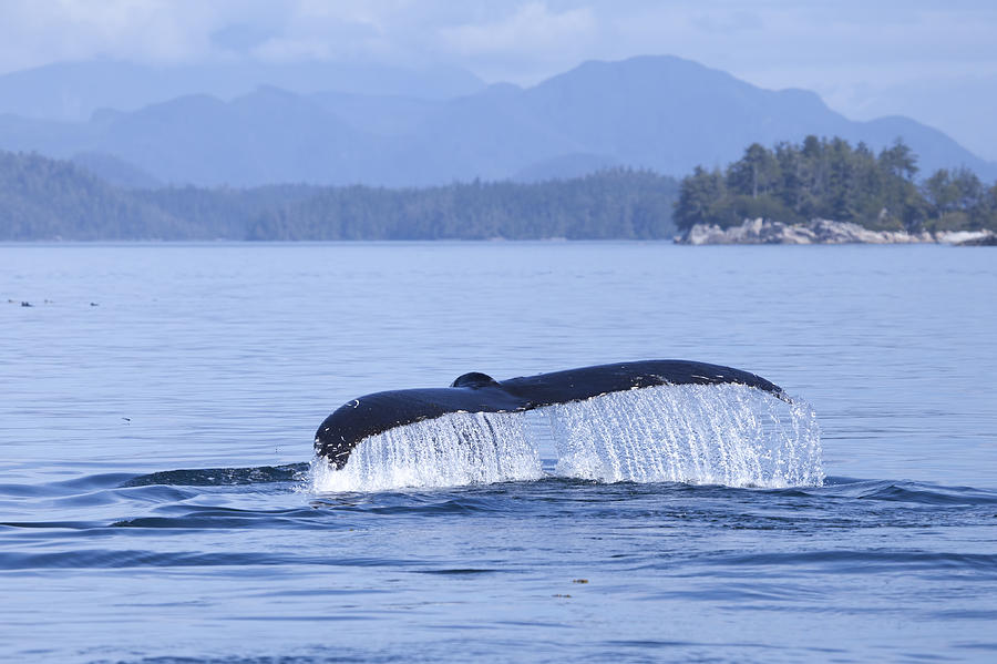 Dripping Whale Fluke Photograph