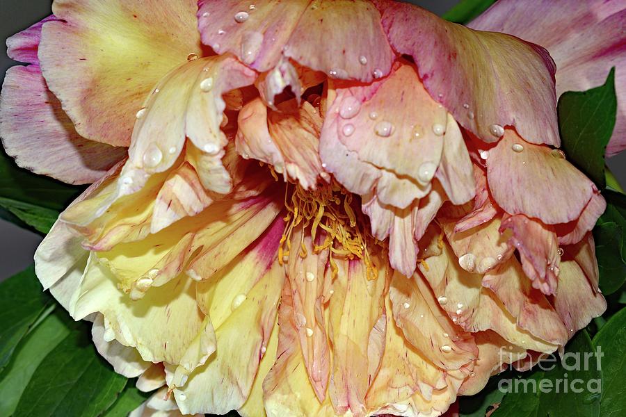 Dripping With Beauty - Itoh Peony Photograph