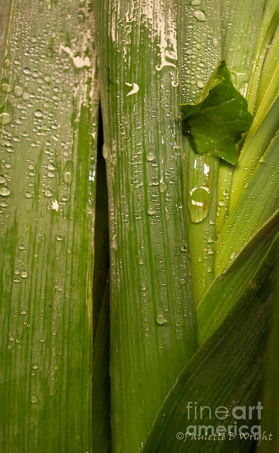 Drips With Leaf Photograph by Paulette B Wright