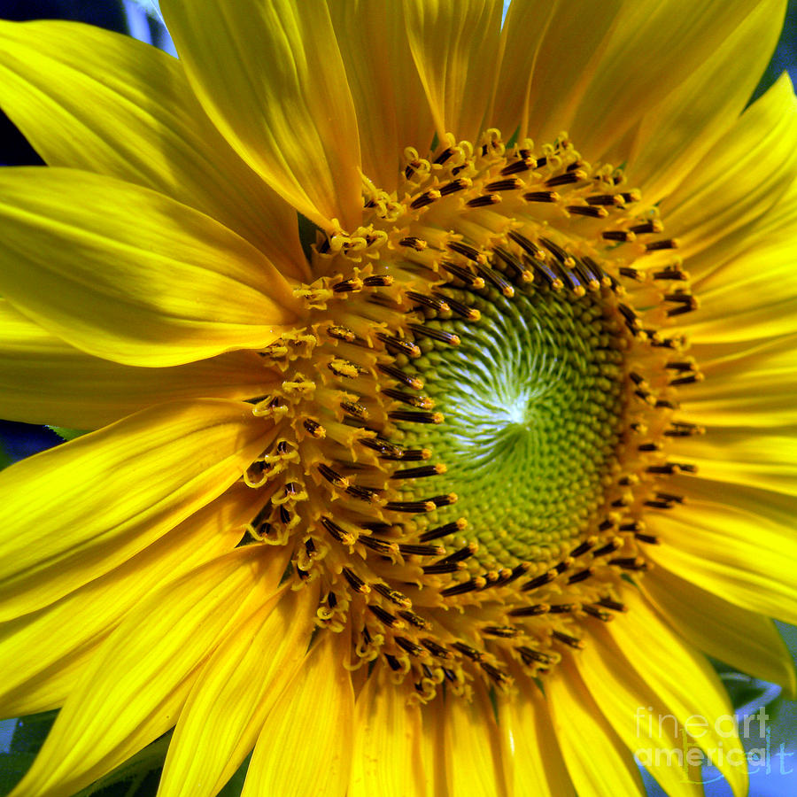 Sunflower Photograph - Driven by Christine Belt