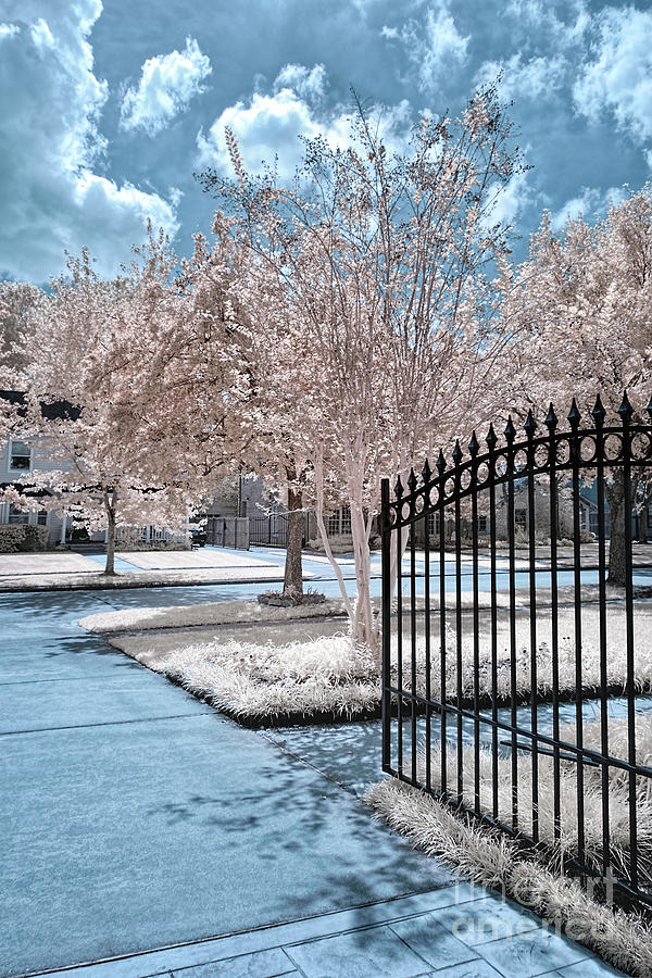 Driveway In Infrared Photograph