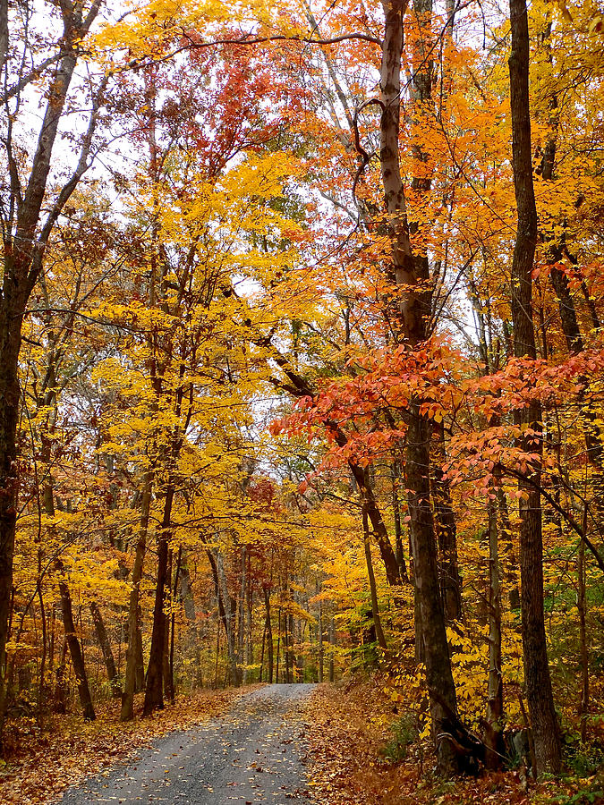 Fall Photograph - Driving Home by Carol Senske