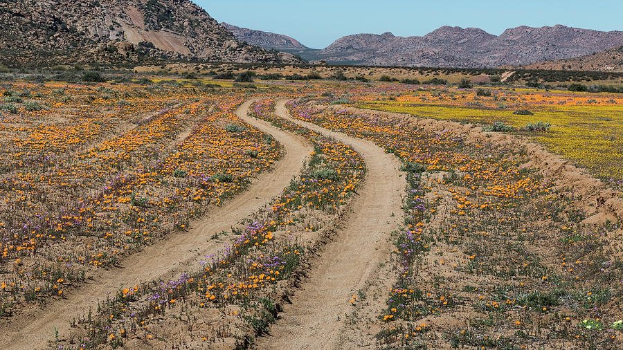 Driving in Goegap Reserve among flowers Photograph by Claudio Maioli