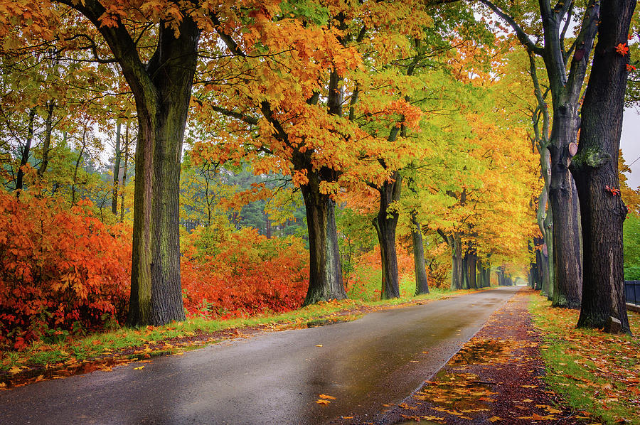 Driving on the autumn roads Photograph by Dmytro Korol