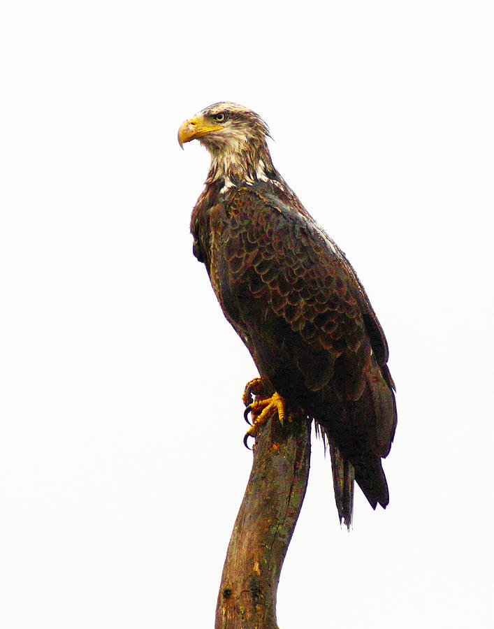 Drizzled Eagle Photograph by Garrett Sheehan