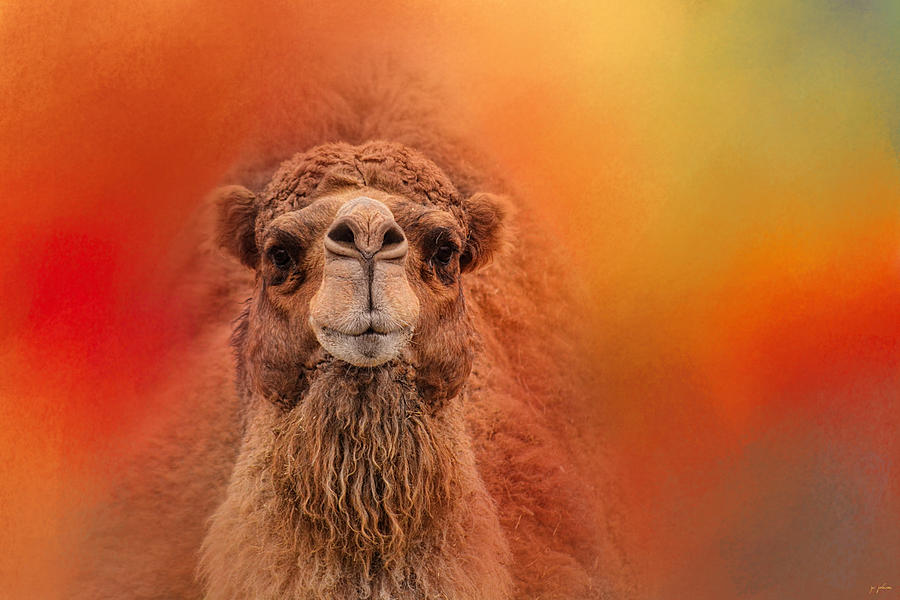Dromedary Camel Photograph by Jai Johnson