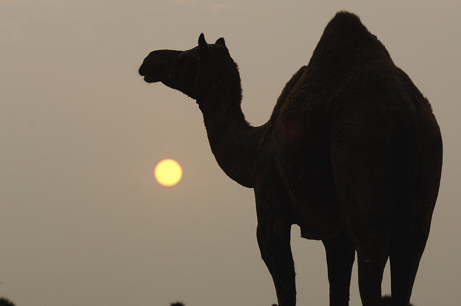 Dromedary Camelus Dromedarius Photograph by Pete Oxford