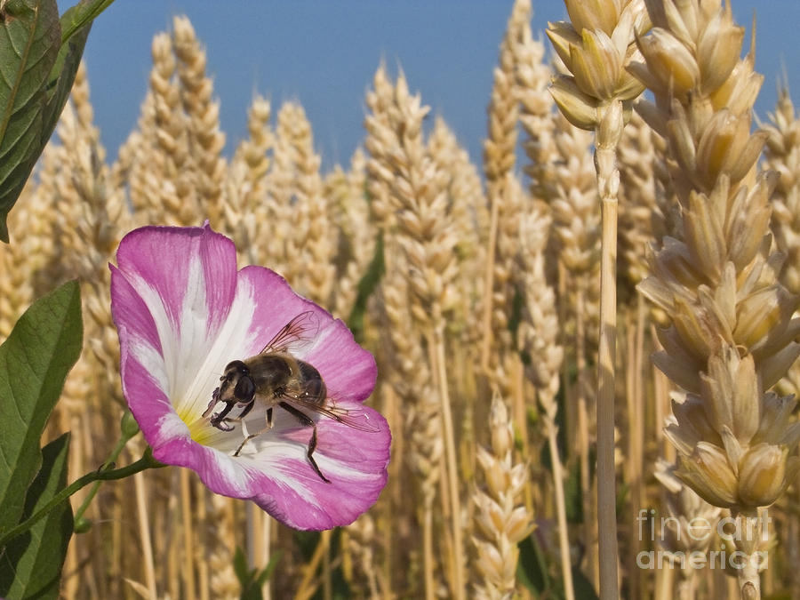 Animal Photograph - Drone Fly On Bindweed by Jean-Louis Klein & Marie-Luce Hubert