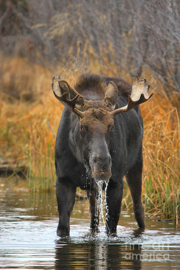 Drooling Bull Moose Photograph by Adam Jewell