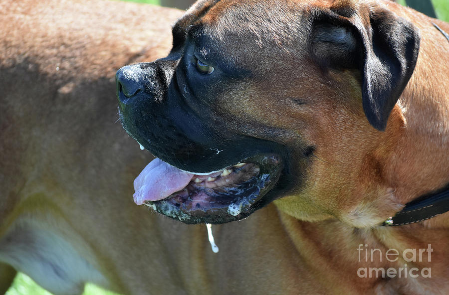 Drooling English Mastiff Dog on a Hot Day Photograph by DejaVu Designs