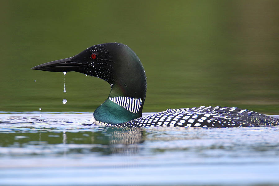 Drooling Loon Photograph by Brook Burling