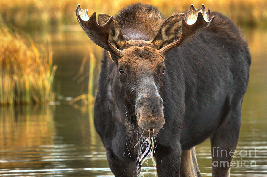 Drooling Moose Photograph by Adam Jewell