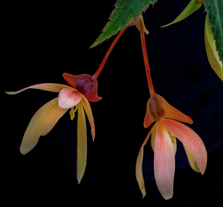 Drooping Begonia Blossoms Photograph by Douglas Barnett
