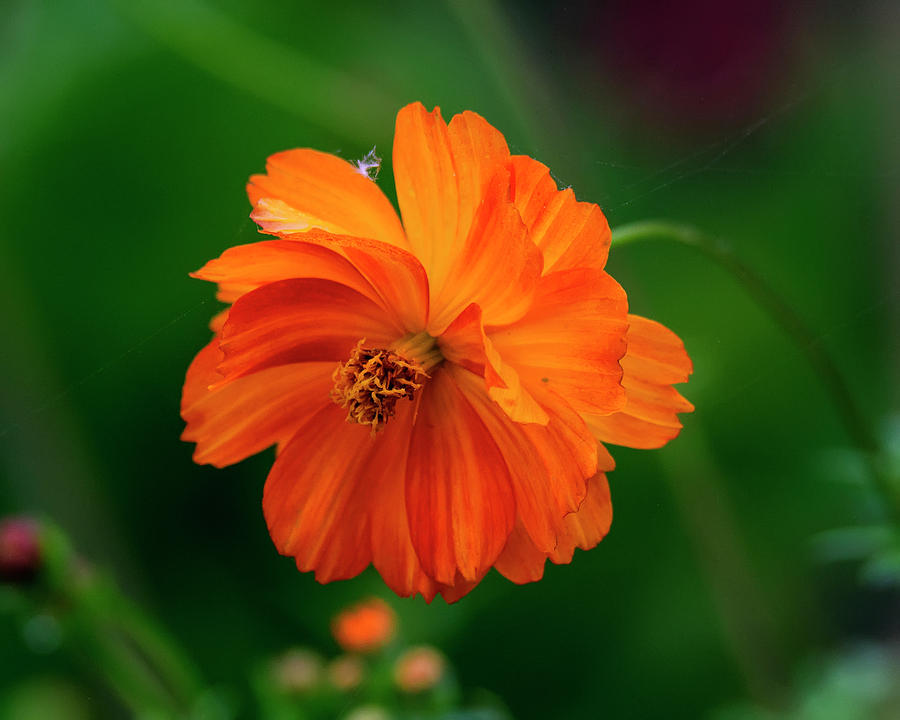 Drooping Bright Lights Cosmos Flower Photograph by Steve Samples