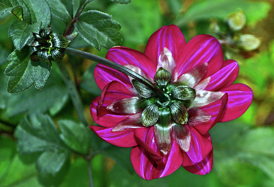 Drooping Dahlia 002 Photograph by George Bostian