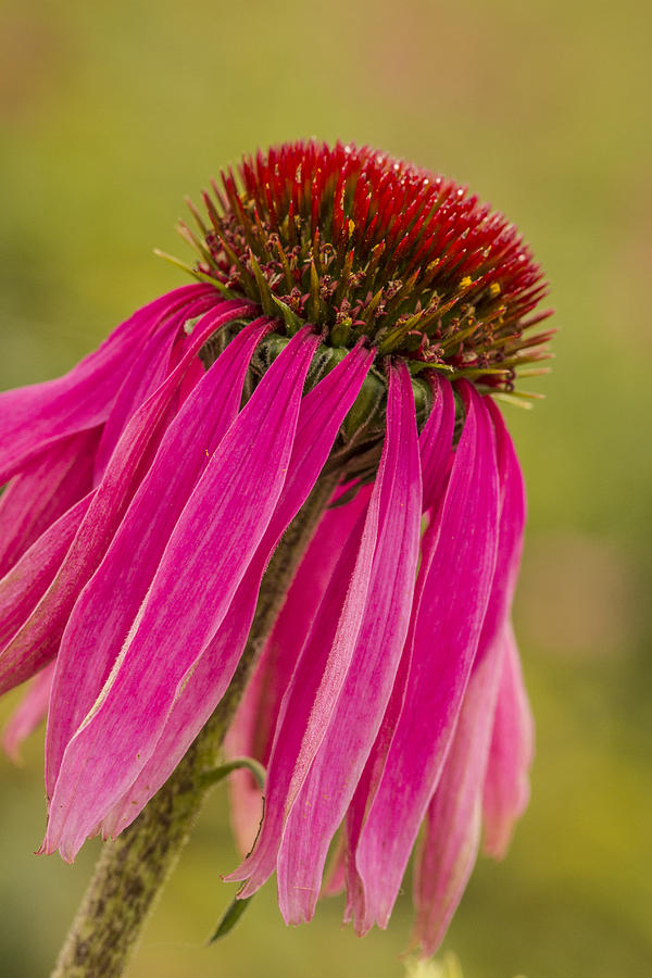 Drooping Echinacea Photograph by Jean Noren
