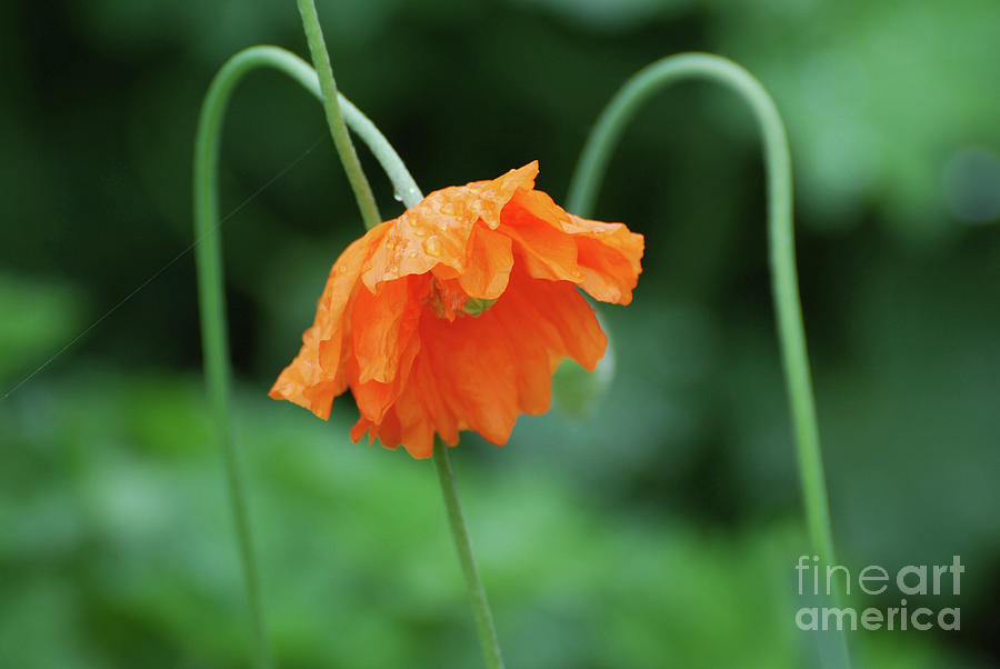 Drooping Orange California Poppy Flowers Photograph by DejaVu Designs