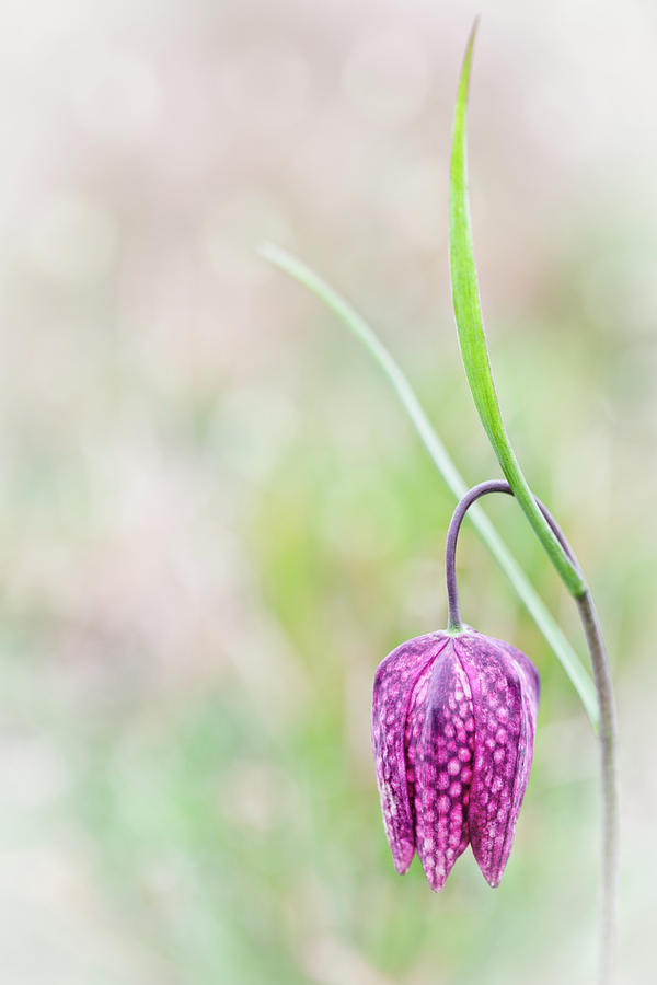 drooping Tulip a spring meadow wild flower Photograph by Dirk Ercken