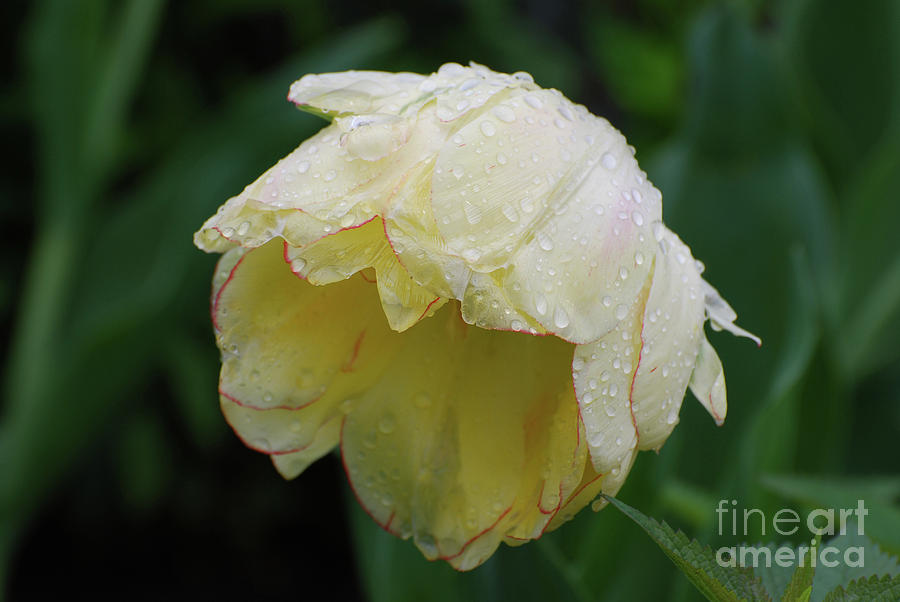 Drooping White Tulips with Damp Petals in a Spring Rain Photograph by DejaVu Designs