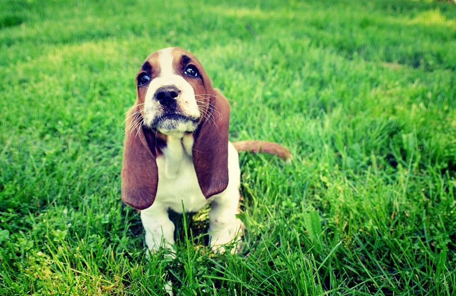 Droopy Ears Photograph By April Thomas Fine Art America