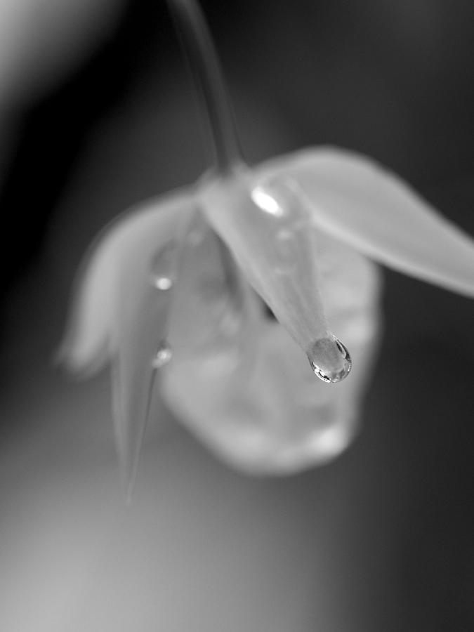 Abstract Photograph - Drop in Grey by Jessica Myscofski