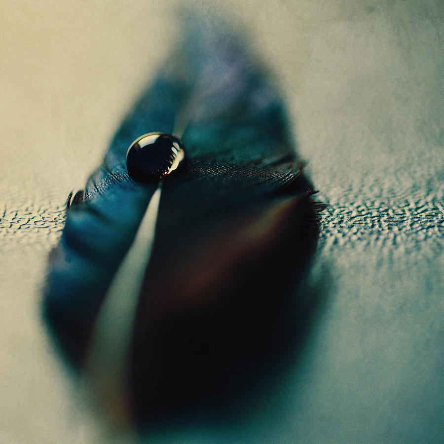Feather Photograph - Drop by Art of Invi