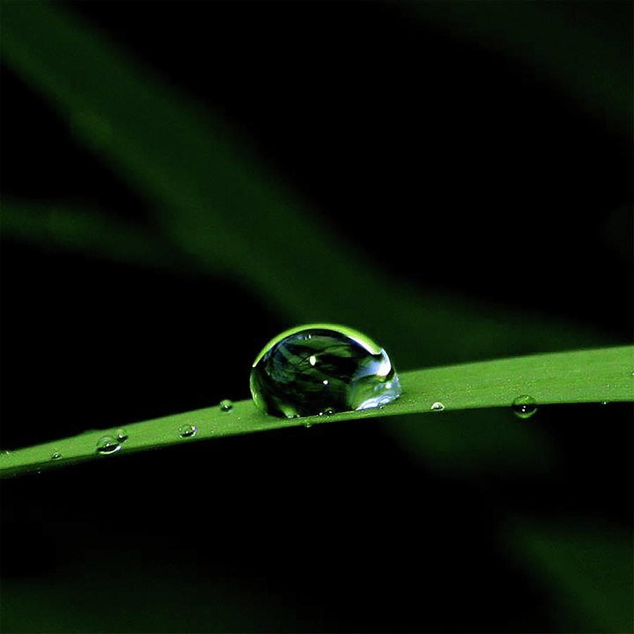 Drop Photograph by Joanna Niewiadomska - Fine Art America