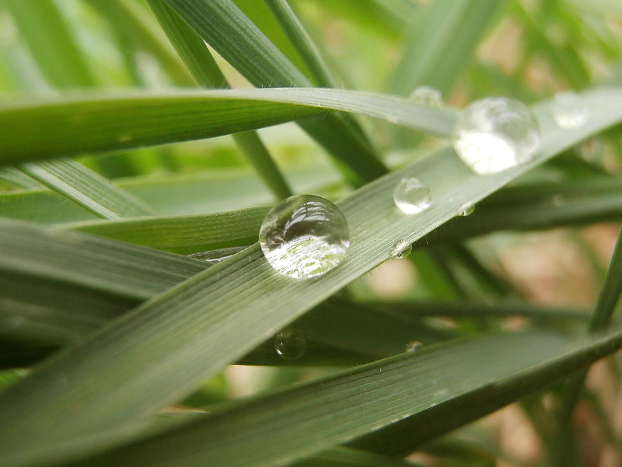 Drop of dew on grass Photograph by Miroslav Nemecek