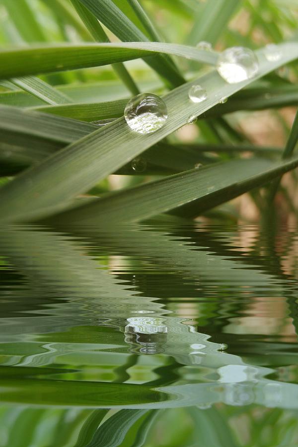 Drop of dew on grass with water refections Photograph by Miroslav Nemecek