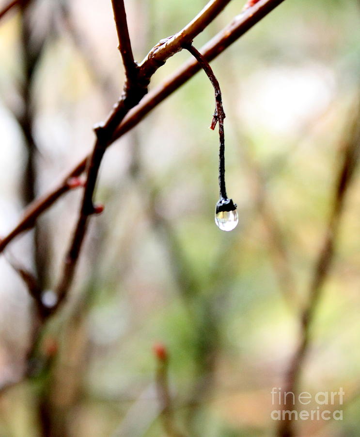 Drop of Rain Photograph by Farzali Babekhan