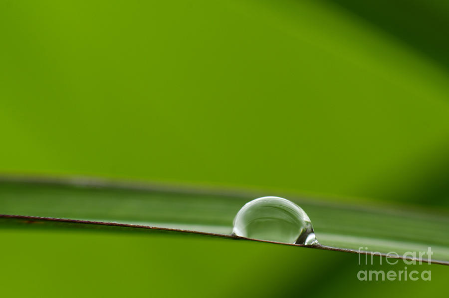 Nature Photograph - Drop of water by Silke Magino