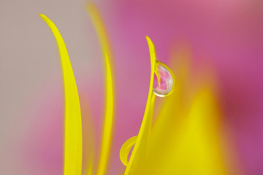 Drop on a blossom petal Photograph by Wolfgang Stocker