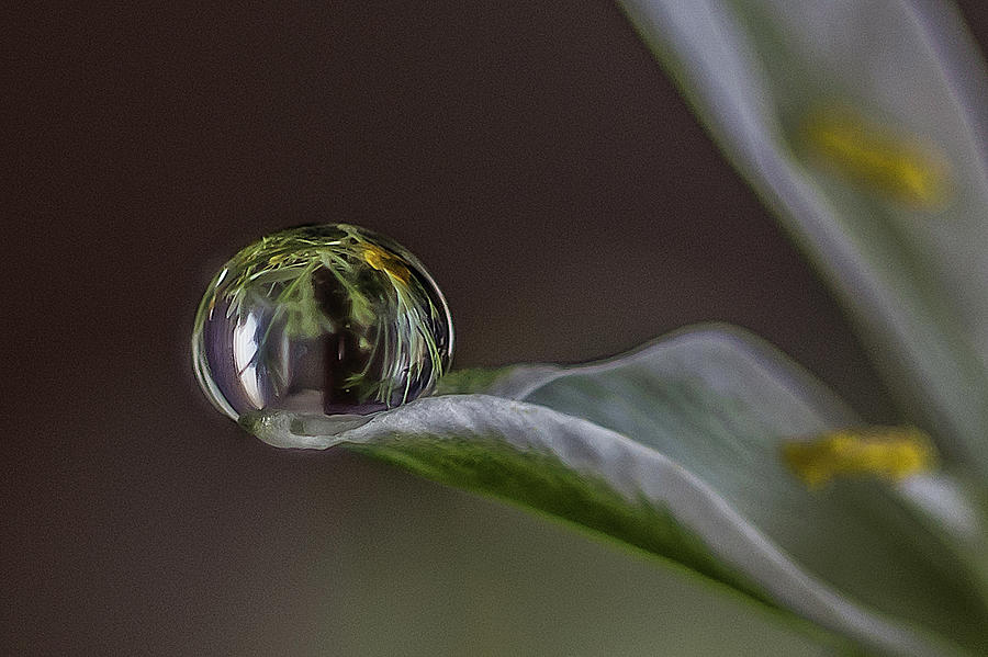 Drop on a leaf Photograph by Wolfgang Stocker