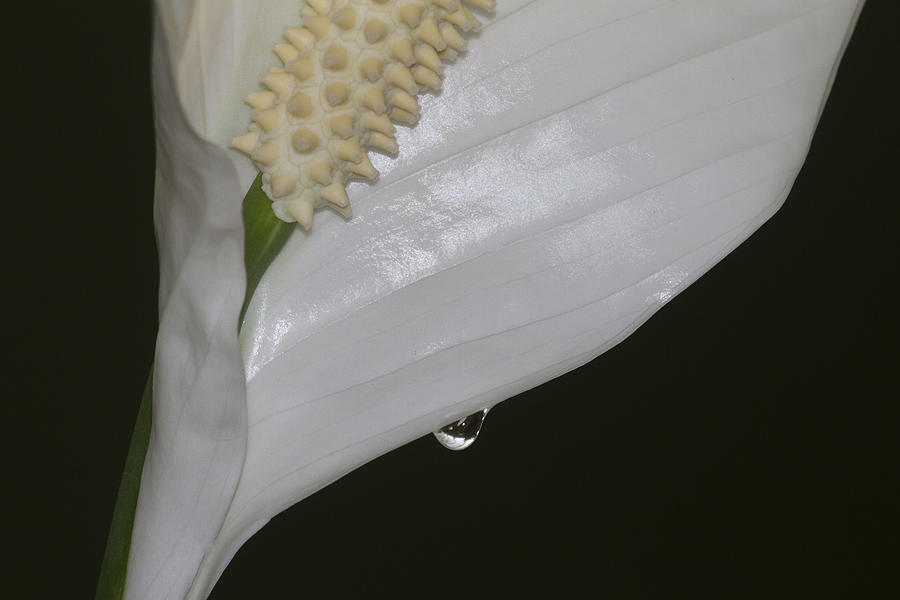 drop on a Lily Photograph by Ruth Jolly
