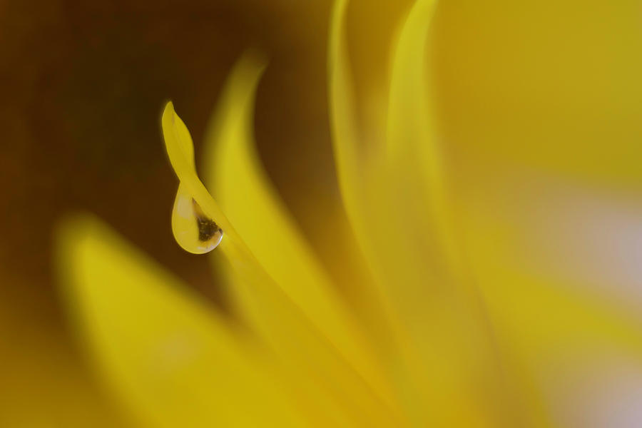Drop on a sunflower petal Photograph by Wolfgang Stocker
