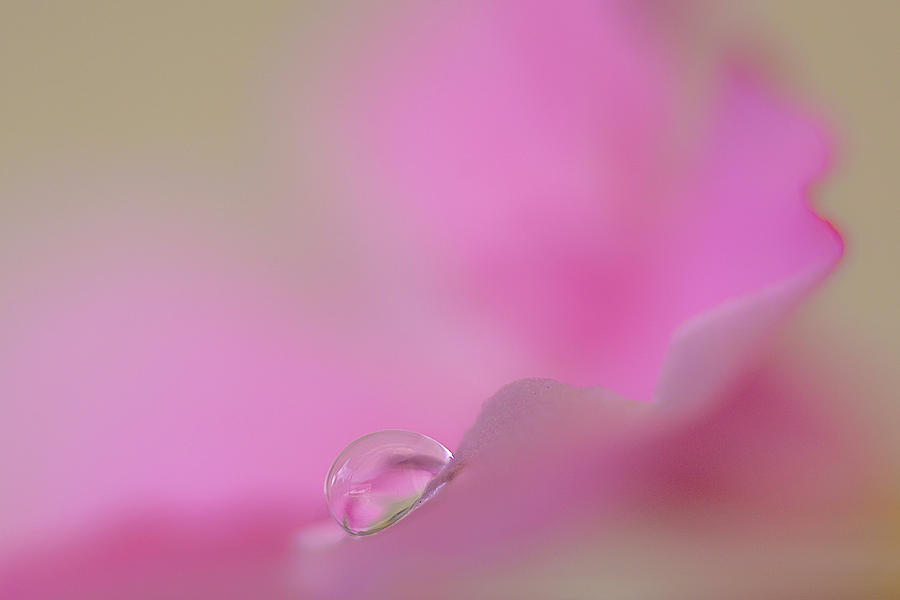 Drop on an Oleander blossom Photograph by Wolfgang Stocker