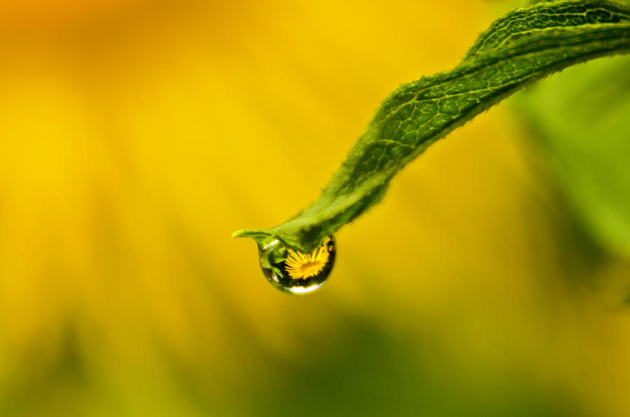 Drop on leaf Photograph by Wolfgang Stocker