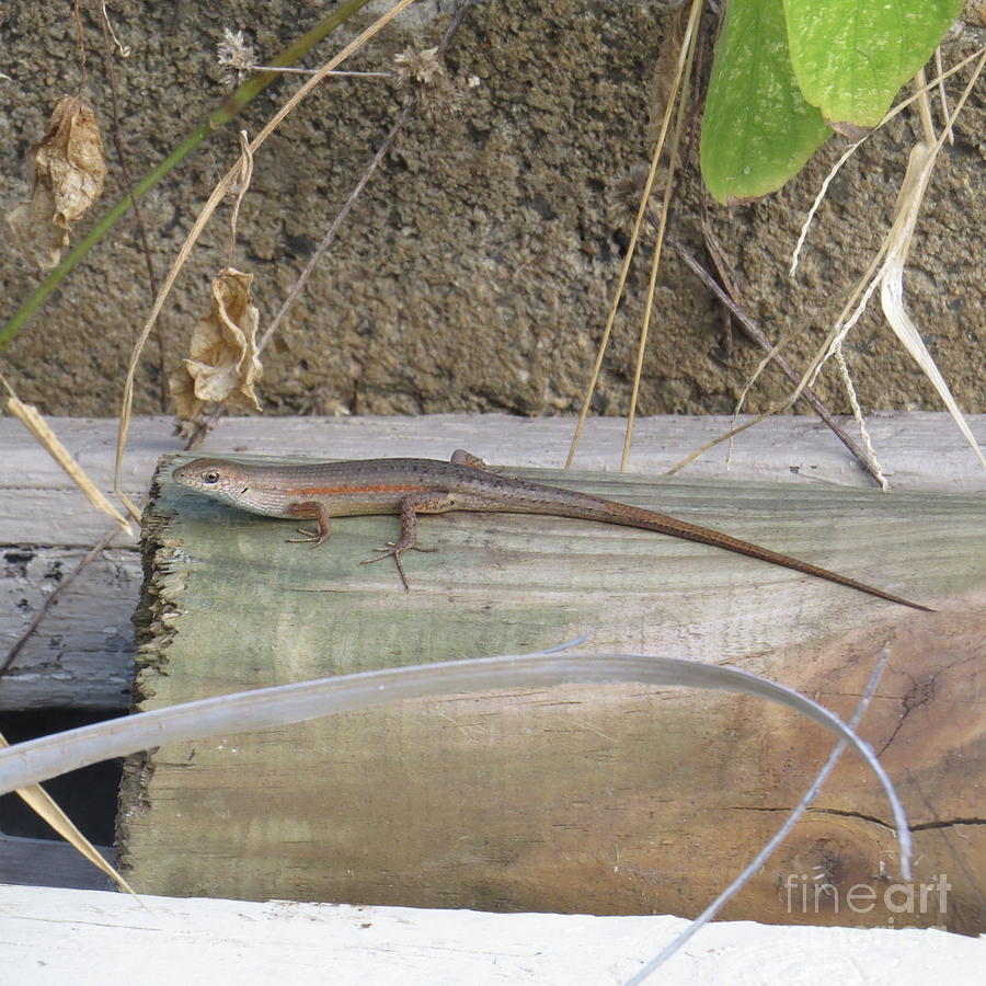 Drop Tail Lizard Photograph by Evie Hanlon | Fine Art America