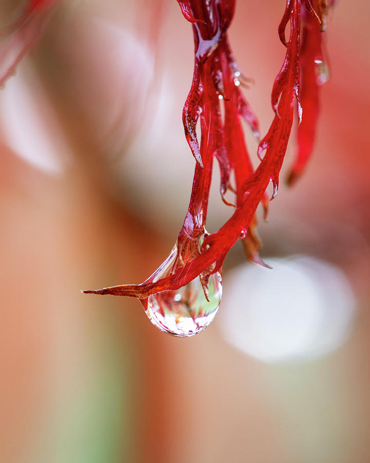 Droplet Photograph by Catherine Avilez