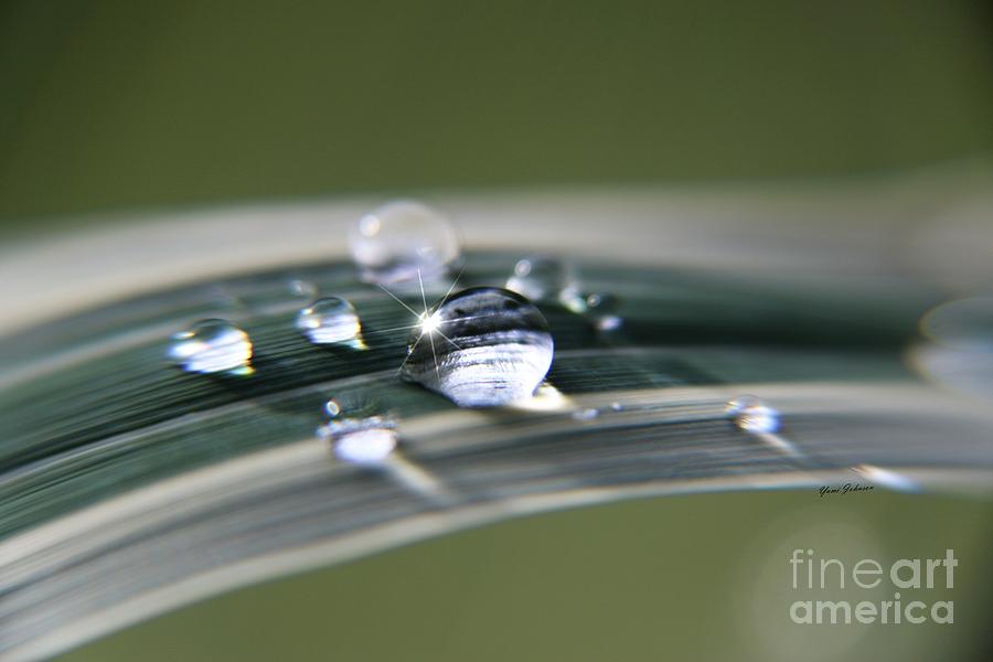 Droplet Families  Photograph by Yumi Johnson